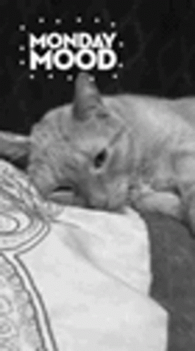 A Black And White Photo Of A Cat Sleeping On A Bed With The Words Monday Mood Written Above It . GIF