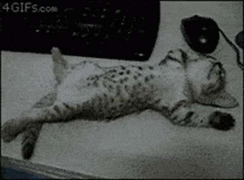 A Black And White Photo Of A Cat Sleeping On A Desk GIF
