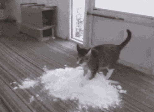 A Black And White Photo Of A Cat Walking On A Carpet . GIF