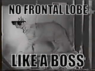 a black and white photo of a cat wearing sunglasses with the caption " no frontal lobe like a boss "