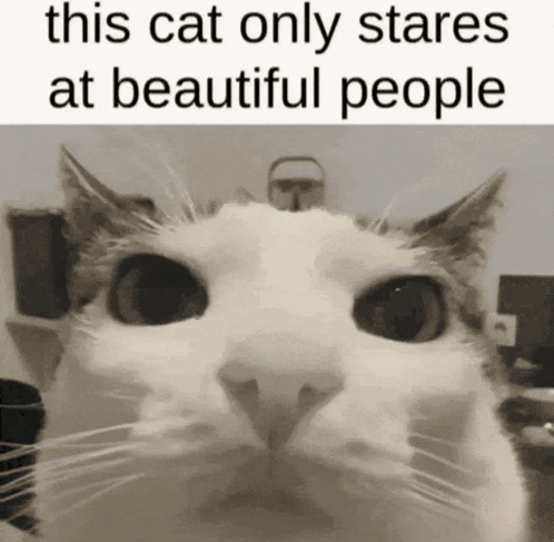 a black and white photo of a cat with a caption that says this cat only stares at beautiful people