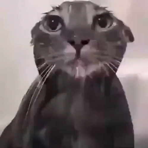 A Black And White Photo Of A Cat With Its Eyes Closed . GIF