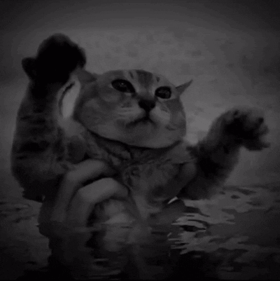 A Black And White Photo Of A Cat With Its Paws In The Air GIF