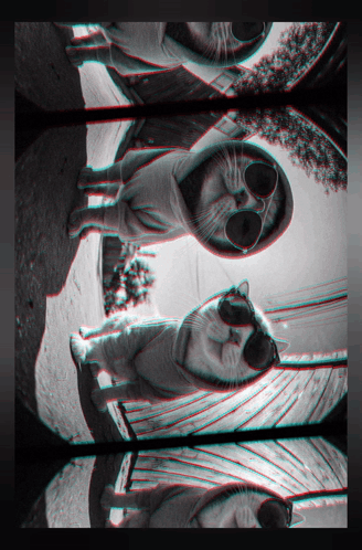 A Black And White Photo Of A Cat With Sunglasses On GIF