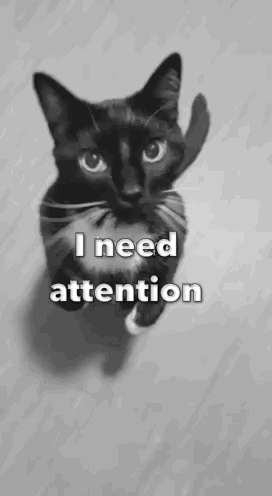 A Black And White Photo Of A Cat With The Words `` I Need Attention '' On It . GIF
