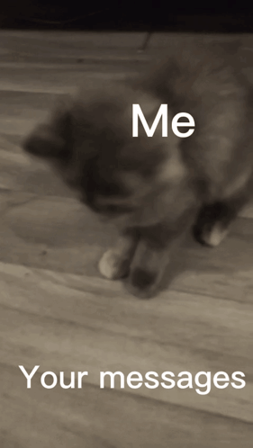 A Black And White Photo Of A Cat With The Words " Me Your Messages " Below It GIF