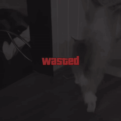 A Black And White Photo Of A Cat With The Words Wasted In Red GIF
