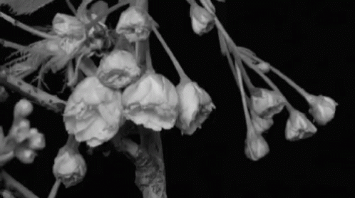 A Black And White Photo Of A Cherry Blossom Tree GIF