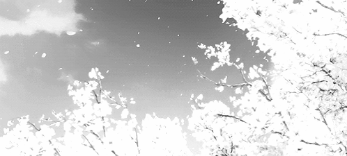 A Black And White Photo Of A Cherry Blossom Tree With Petals Falling From The Branches GIF