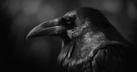 A Black And White Photo Of A Crow 'S Head . GIF