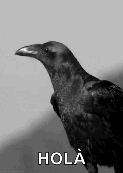 A Black And White Photo Of A Crow Standing Next To A White Wall . GIF