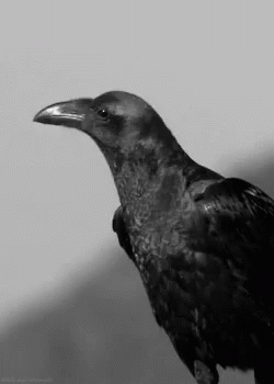 A Black And White Photo Of A Crow With A Long Beak And A Long Neck . GIF