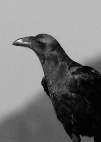 A Black And White Photo Of A Crow With A Long Beak And A Long Neck . GIF