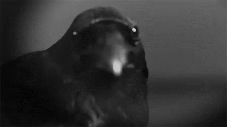 A Black And White Photo Of A Crow With Its Beak Open Looking At The Camera . GIF