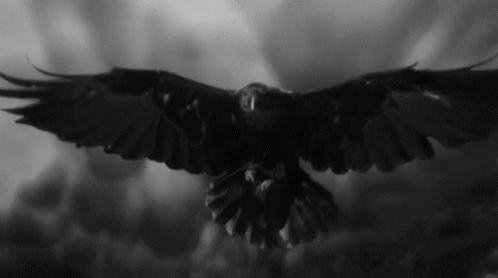 A Black And White Photo Of A Crow With Its Wings Spread GIF