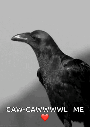A Black And White Photo Of A Crow With The Words Caw-Cawwwwl Me GIF