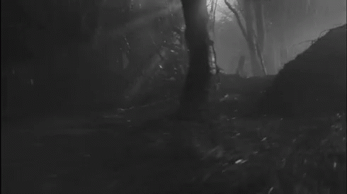 A Black And White Photo Of A Dark Forest With Trees And A Fallen Tree . GIF