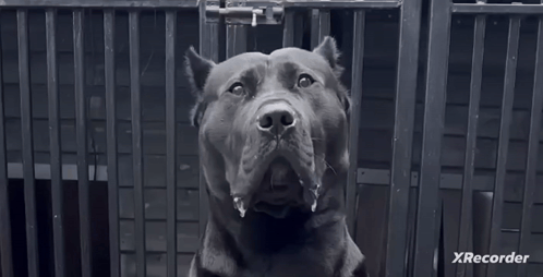 A Black And White Photo Of A Dog In A Cage With Xrecorder In The Corner . GIF