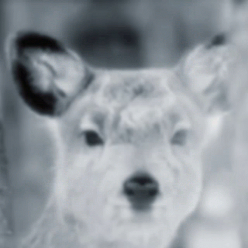 A Black And White Photo Of A Dog 'S Face GIF