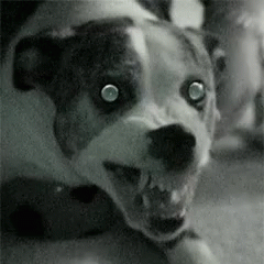 A Black And White Photo Of A Dog With Sharp Teeth And Glowing Eyes . GIF
