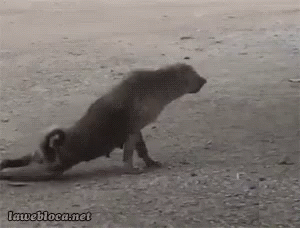 A Black And White Photo Of A Dog With The Website Lawebloca.net In The Bottom Right Corner GIF
