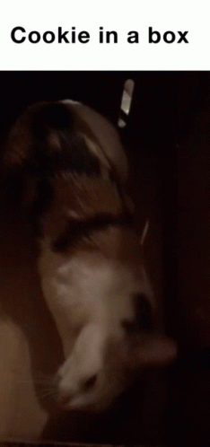 A Black And White Photo Of A Dog With The Words " Cookie In A Box " Below It GIF