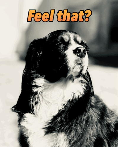 A Black And White Photo Of A Dog With The Words Feel That Above It GIF