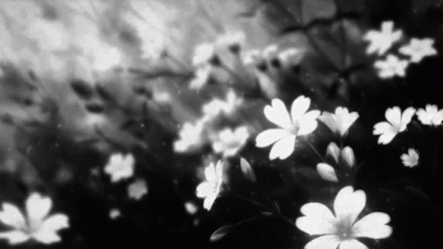 A Black And White Photo Of A Field Of Flowers . GIF