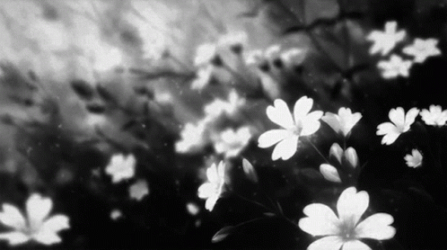 A Black And White Photo Of A Field Of White Flowers GIF