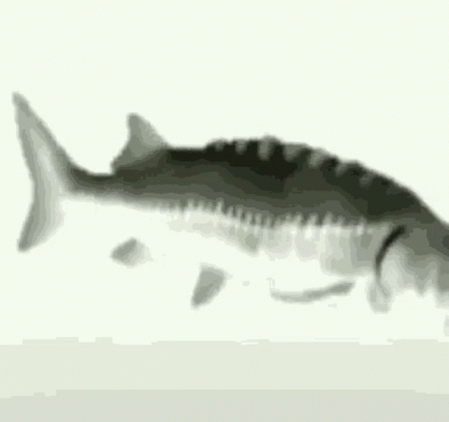 A Black And White Photo Of A Fish With The Words `` Yo Cuando Yo Cuando '' Written Below It . GIF