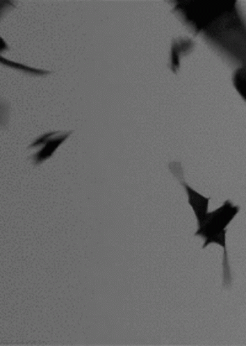 A Black And White Photo Of A Flock Of Bats Flying Through A Cloudy Sky . GIF