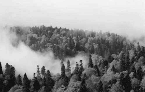 A Black And White Photo Of A Foggy Forest GIF