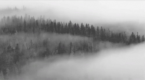 A Black And White Photo Of A Foggy Forest In The Mountains GIF