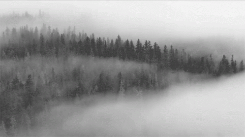 A Black And White Photo Of A Foggy Forest GIF