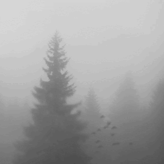 A Black And White Photo Of A Foggy Forest With A Flock Of Birds Flying In The Distance . GIF