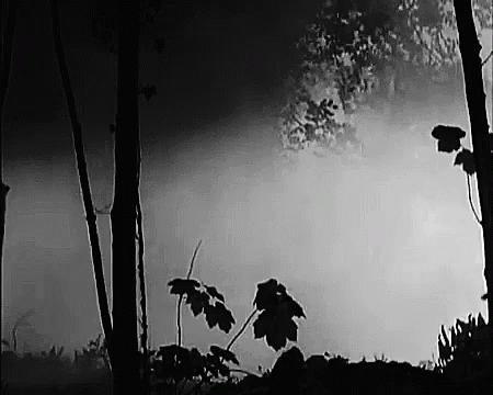 A Black And White Photo Of A Foggy Forest With Trees And Leaves . GIF