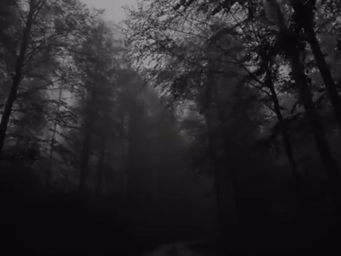 A Black And White Photo Of A Foggy Forest With Trees In The Fog . GIF