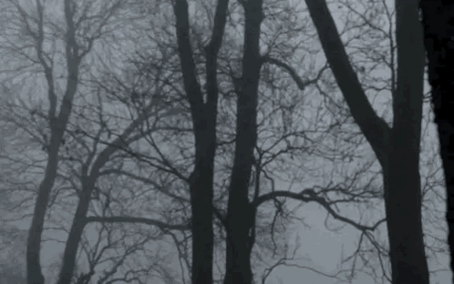 A Black And White Photo Of A Forest With Trees In The Fog GIF