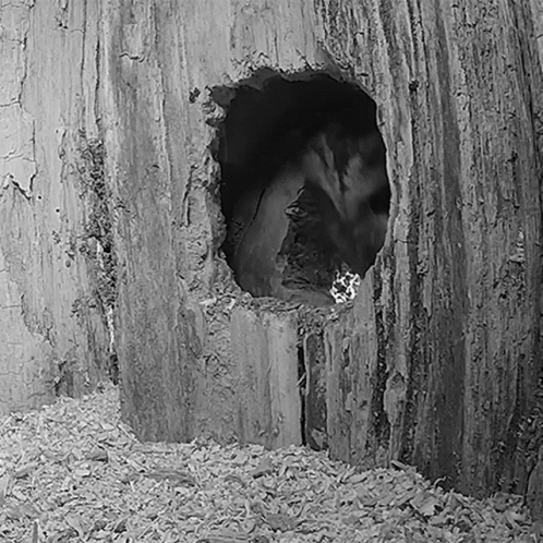 A Black And White Photo Of A Hole In A Tree Stump GIF