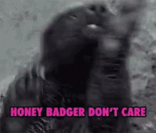Black And White Honey Badger Don T Care GIF