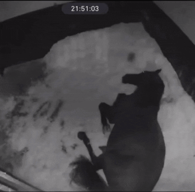 a black and white photo of a horse laying down with the time of 02:06:42