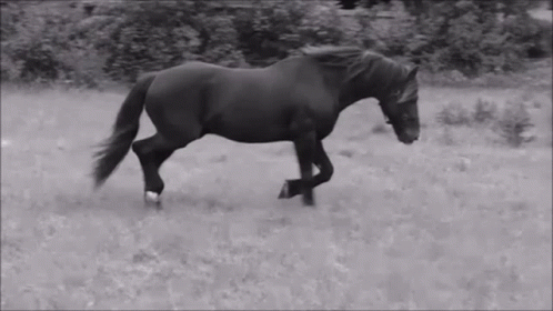 A Black And White Photo Of A Horse Running Through A Grassy Field GIF