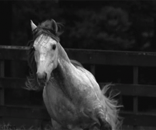 A Black And White Photo Of A Horse With The Word Overs On The Bottom Left GIF