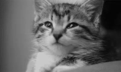 A Black And White Photo Of A Kitten Looking At The Camera In A Person 'S Hand . GIF