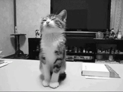 A Black And White Photo Of A Kitten Sitting On A Table GIF