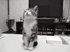 A Black And White Photo Of A Kitten Standing On Its Hind Legs On A Table . GIF