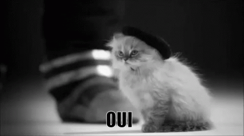 A Black And White Photo Of A Kitten Wearing A Hat With Oui Written On The Bottom GIF