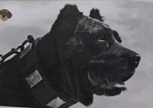 A Black And White Photo Of A Large Dog Wearing A Collar GIF