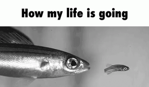 A Black And White Photo Of A Large Fish And A Smaller Fish With The Words `` How My Life Is Going '' Below It . GIF