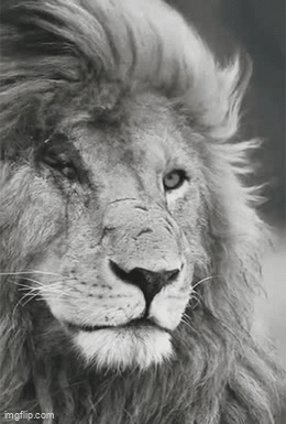A Black And White Photo Of A Lion 'S Face With A Long Mane . GIF